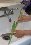 Cutting Flowers Under Running Water