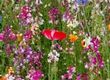 Creating a Wildflower Bouquet