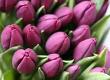 Tulips-A Typical Addition to Your Spring Bouquet