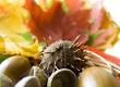 An Autumn Flower Arrangement