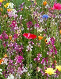 Wildflowers flowers Growing Wild