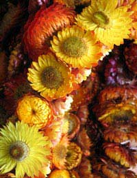 Drying Fresh Flowers drying Flowers