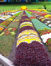 Flowers Chelsea Flower Show Southport