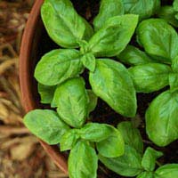 Herbs Growing Fresh Containers Soil