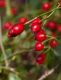 Berries Floral Flower Arrangements