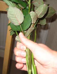 Basic Bouquet; Hand-tied Bouquet;