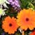 Create a Floral Bouquet on a Budget